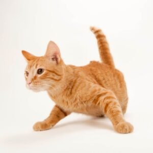 Producto Prueba - Gato